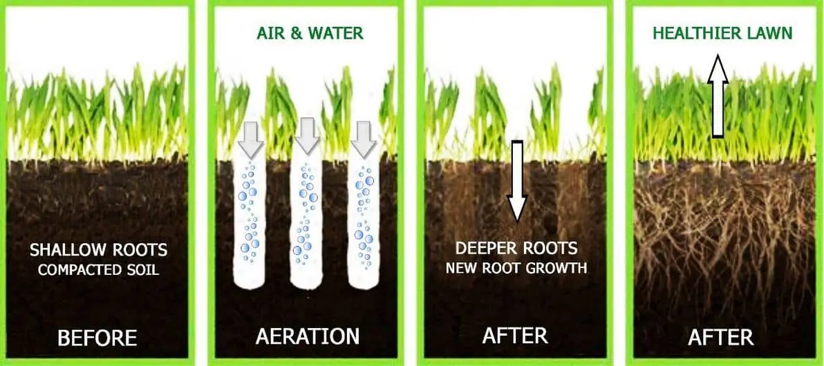 This is the aeration process done on lawns to relieve soil compaction.