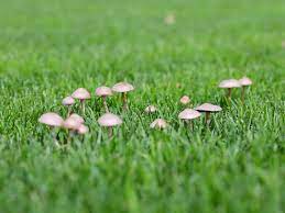 Why Do I Have So Many Mushrooms In My Lawn?