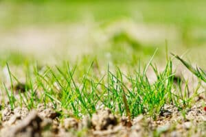 Organic Weed Control