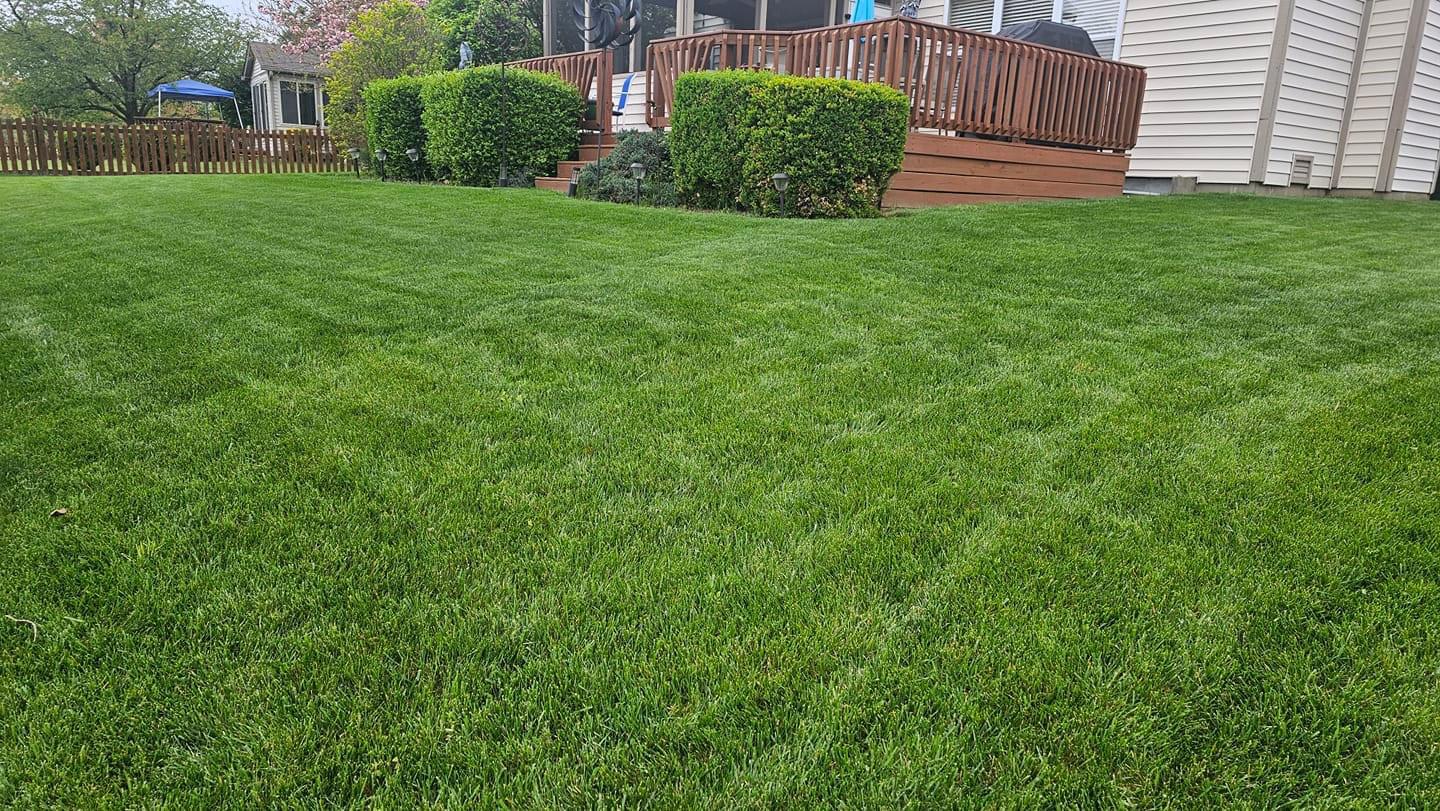 Lawn Treatment Services Near You: Local Expertise