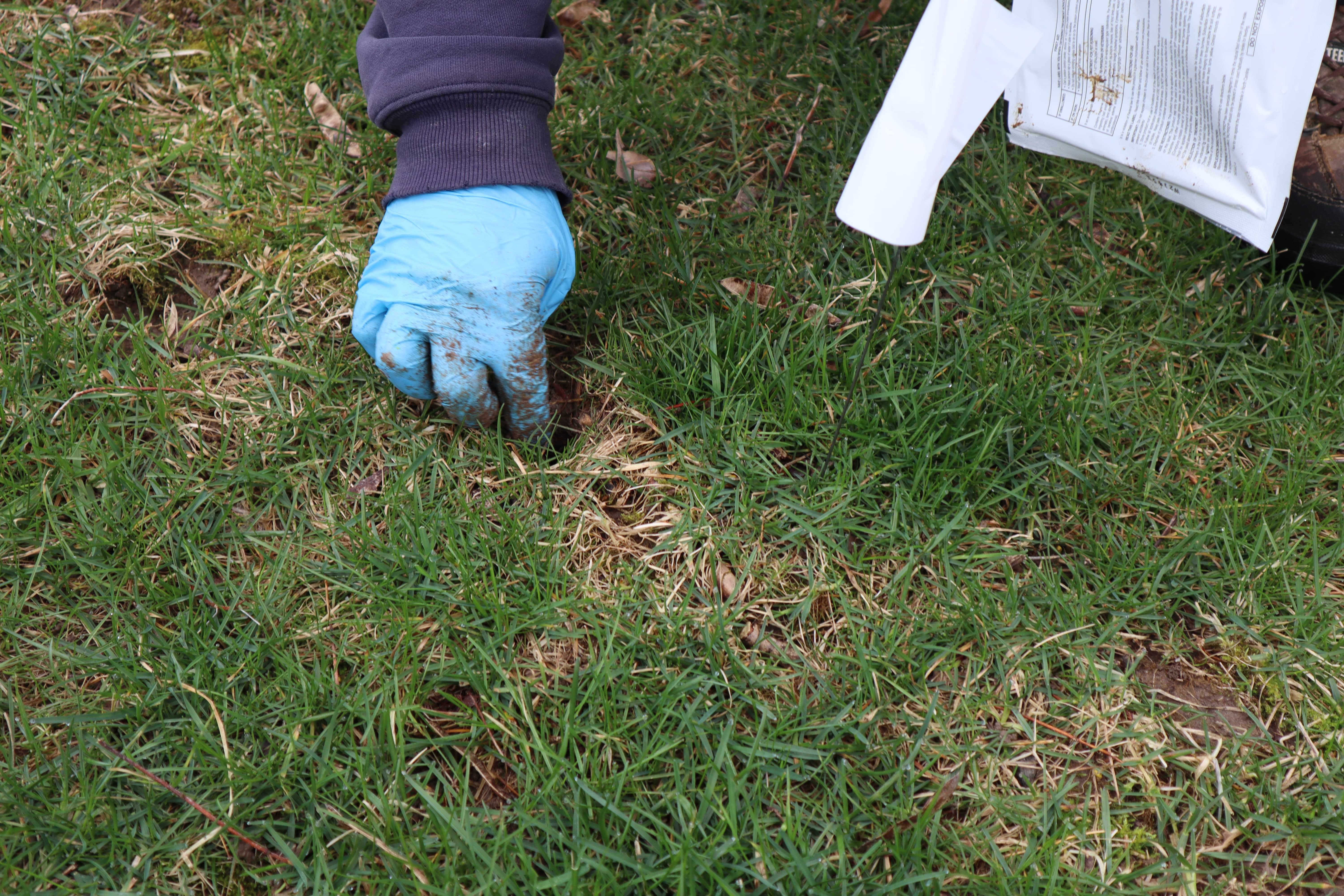 Effective Weed Control Strategies for Spring