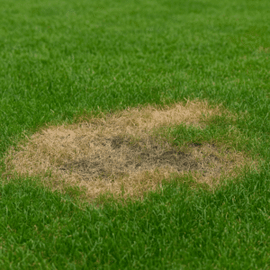 Summer Lawn Disease
