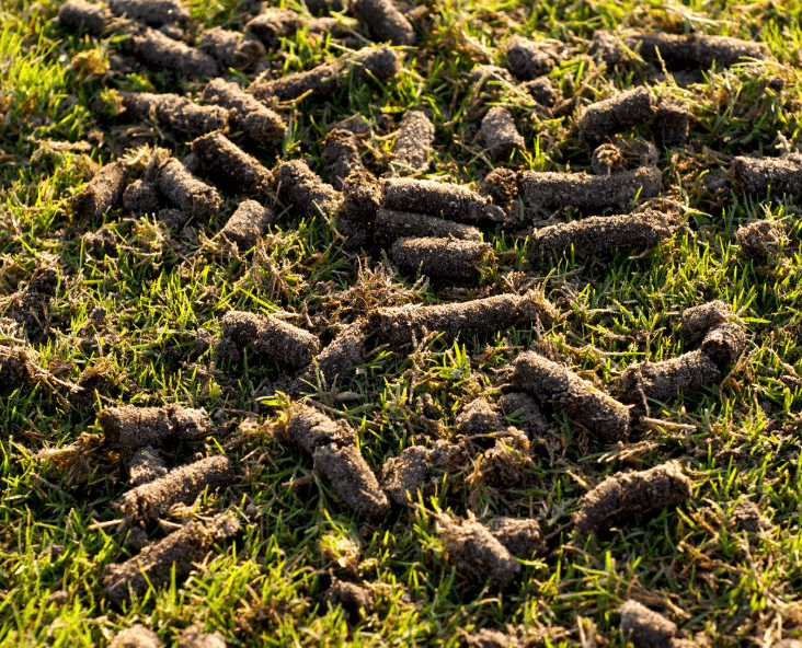 Do You Really Need Lawn Aeration in Clay Soil?
