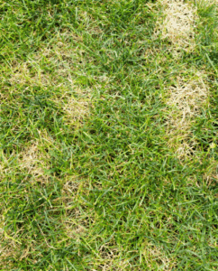 Brown Spots in Lawn – Causes and Treatment in Indiana by Blue Duck Lawn Care