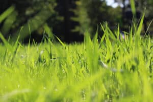 Close-up of healthy green grass grown from the best grass seed for overseeding in Indiana, maintained by Blue Duck Lawn Care.