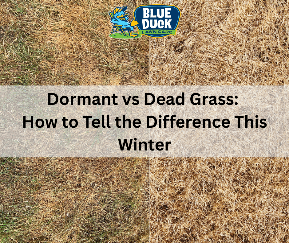 Dormant vs Dead Grass: How to Tell the Difference This Winter