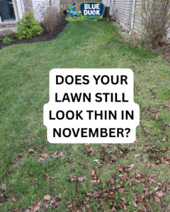 Does Your Lawn Still Look Thin in November? Fall Lawn Fertilization Tips From Blue Duck Lawn Care