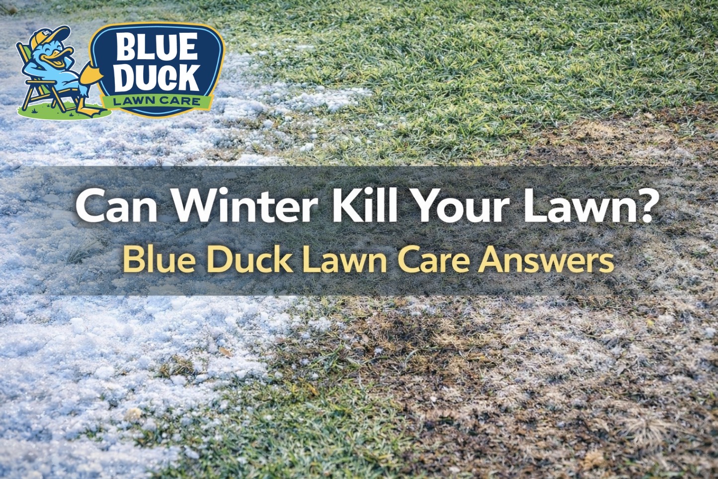 Can Winter Kill Your Lawn? Blue Duck Answers