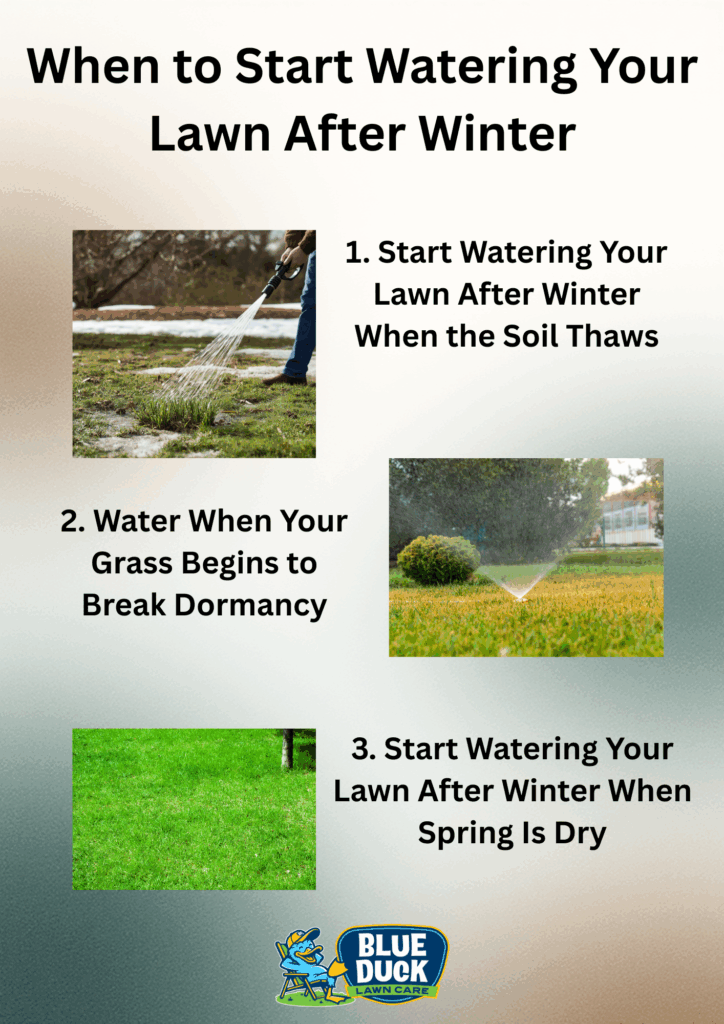 Infographic showing when to start watering your lawn after winter, with three illustrated steps: watering when the soil thaws, watering when grass begins breaking dormancy, and watering during a dry spring. Includes photos of watering and lawn growth By Blue Duck Lawn Care