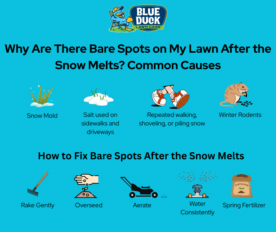 Infographic showing common causes of bare spots after snow melts, including snow mold, salt damage, foot traffic from walking or shoveling, and winter rodents. The graphic also lists ways to fix bare spots: rake gently, overseed, aerate, water consistently, and apply spring fertilizer.