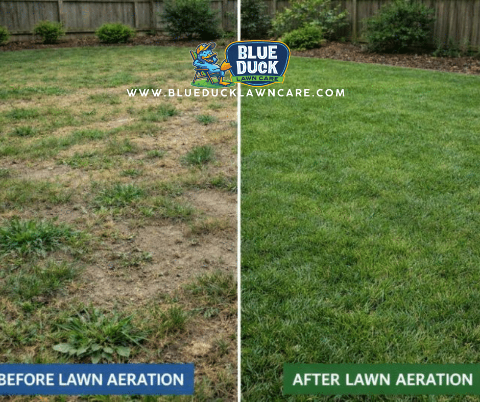 Before photo shows a thin, patchy lawn with compacted soil; after photo reveals a thick, green, healthy lawn following professional Indianapolis lawn aeration and overseeding services by Blue Duck Lawn Care.