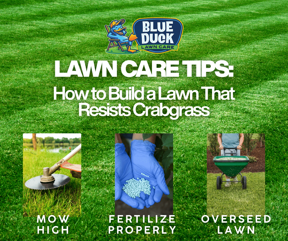 Blue Duck Lawn Care demonstrates lawn care tips on how to build a lawn that resists crabgrass, showing tall grass and dense growth.