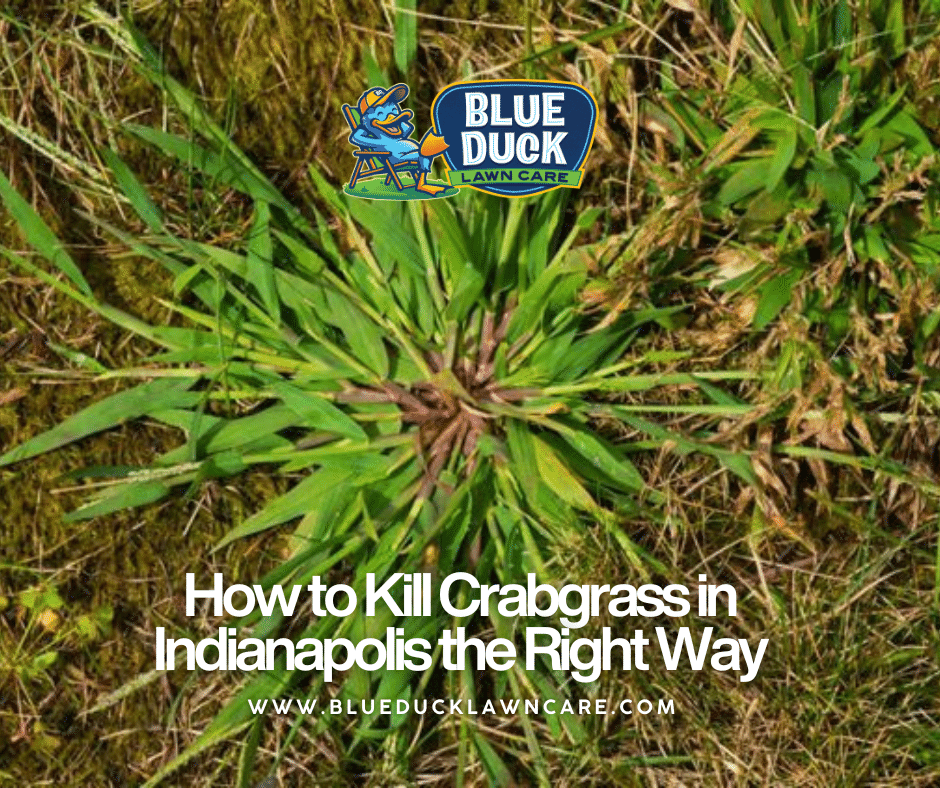 How to Kill Crabgrass in Indianapolis the Right Way