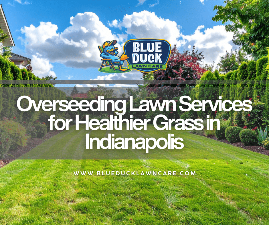 A lush, thick, and healthy Indianapolis lawn achieved through professional overseeding lawn services by Blue Duck Lawn Care.