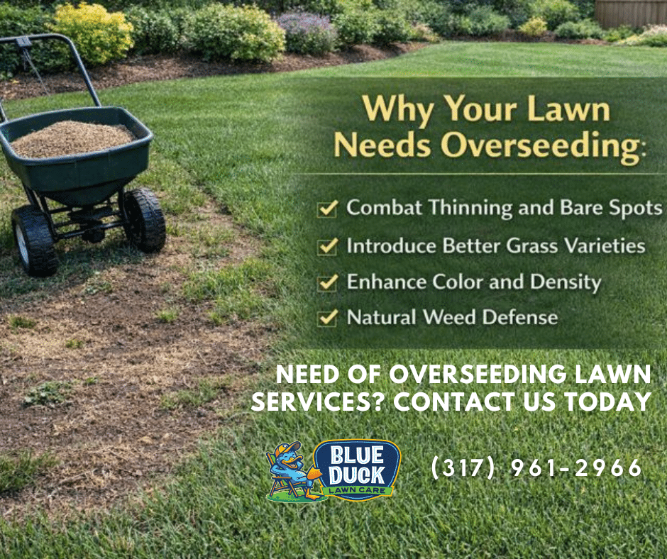 A thin, patchy Indianapolis lawn in need of professional overseeding lawn services to become thick and healthy.