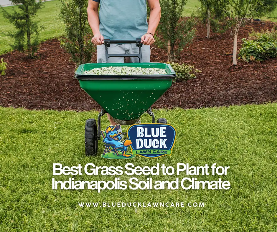 A Blue Duck lawn care professional spreading the best grass seed for Indianapolis using a broadcast spreader for even coverage.