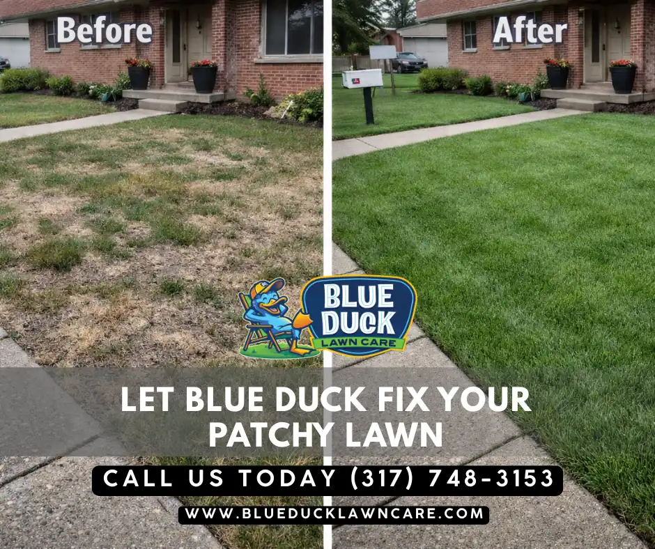 Before and after photo showing how to fix a patchy lawn, transformed from brown and thin to lush and green by Blue Duck Lawn Care in Greenwood..