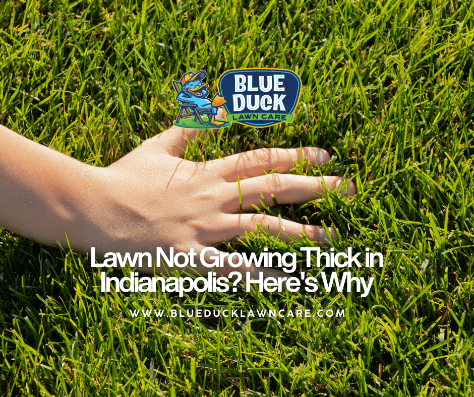 A dense, lush, thick green lawn that is the ideal result when you solve the problem of a lawn not growing thick in Indianapolis.