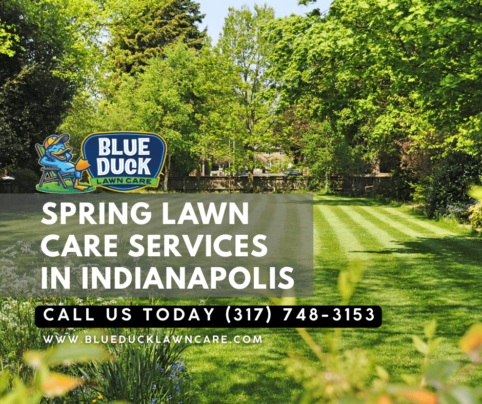 Lush green grass on an Indianapolis lawn showing the perfect results of knowing when to start lawn care in spring with Blue Duck.
