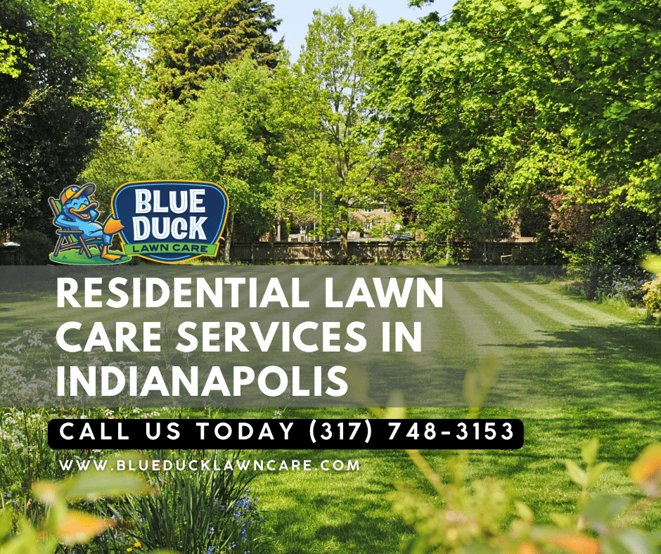 Picture-perfect lawn in Indianapolis achieved through consistent residential lawn care service from Blue Duck Lawn Care.