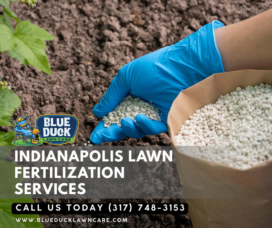 Blue Duck Lawn Care professional applying summer lawn feeding treatment to keep grass green through July heat in Indianapolis.