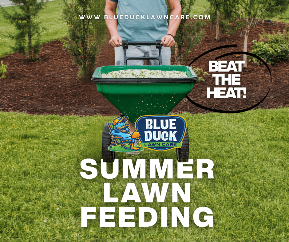 Professional fertilizer application during summer lawn feeding by Blue Duck Lawn Care technician in an Indianapolis yard.