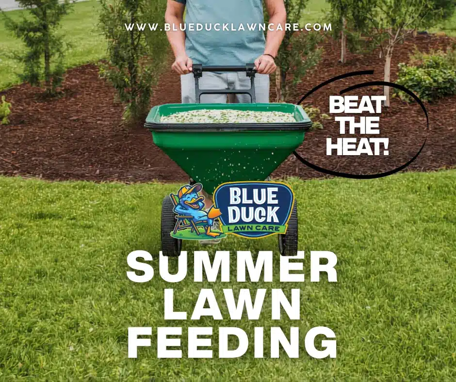 Professional fertilizer application during summer lawn feeding by Blue Duck Lawn Care technician in an Indianapolis yard.