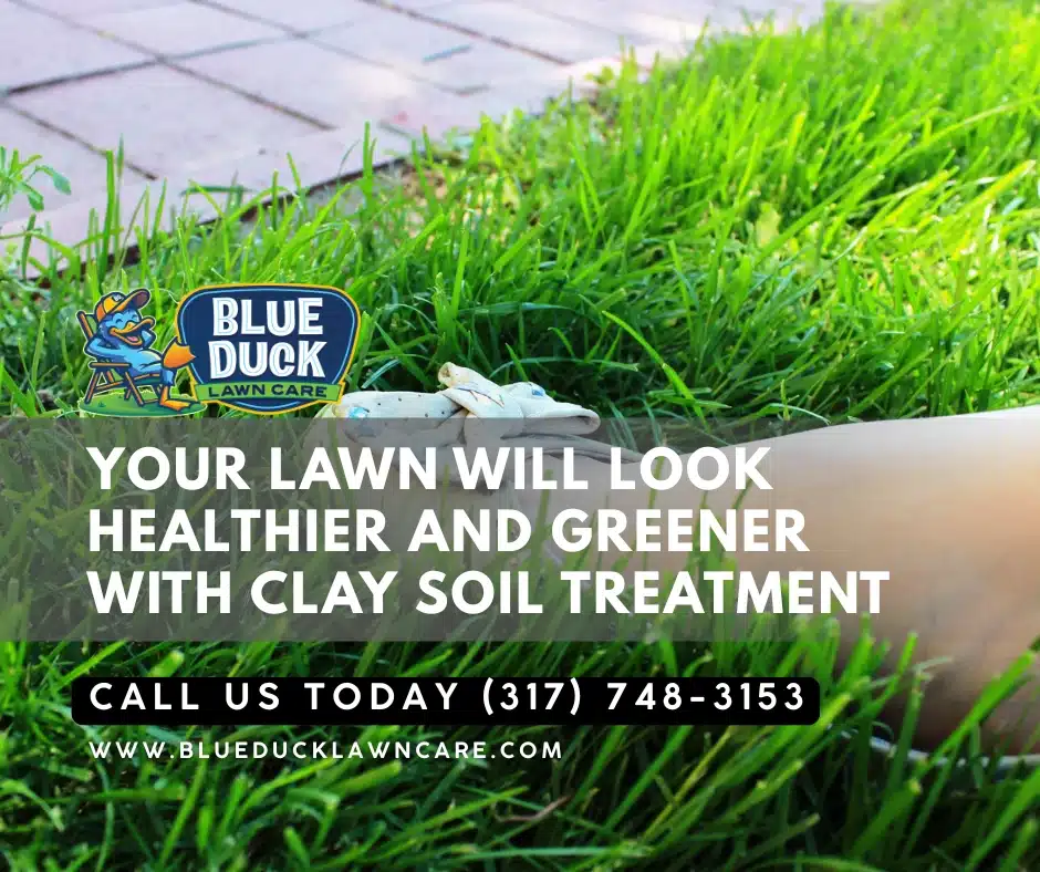 Healthy green grass thriving on Indianapolis soil after applying best clay soil treatment with organic biochar from Blue Duck Lawn Care.