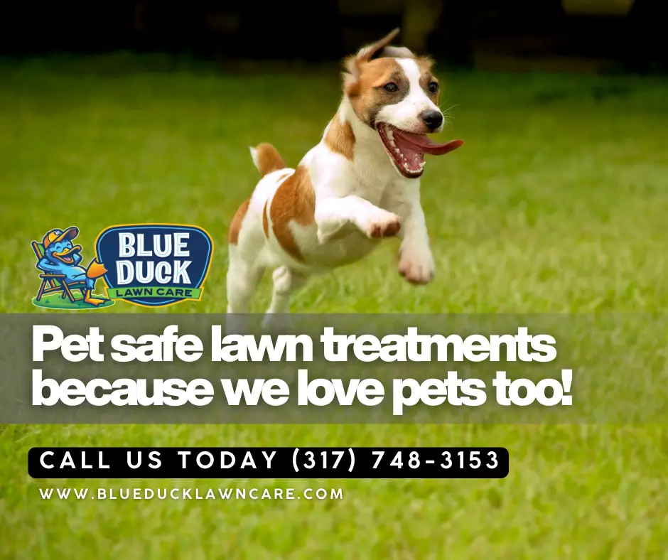 Healthy grass and happy dog achieved together with pet safe lawn treatment from Blue Duck Lawn Care for Indianapolis families who are pet lovers.
