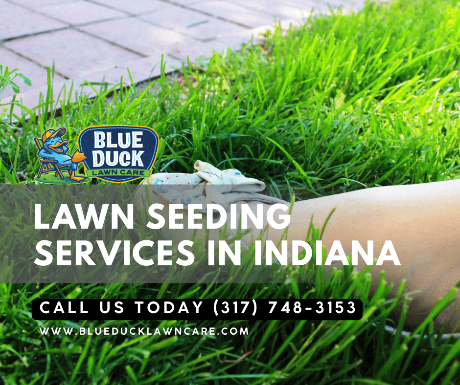 Deep-rooted tall fescue grass demonstrating why it is the best grass for clay soil for Indiana lawns according to Blue Duck Lawn Care experts.