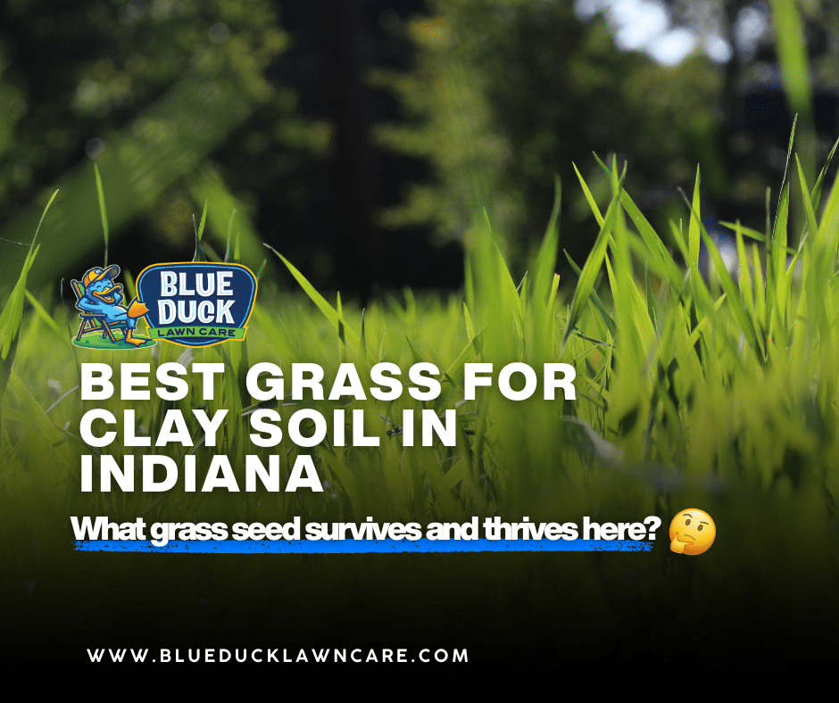 Best Grass for Clay Soil in Indiana: What Survives and Thrives?