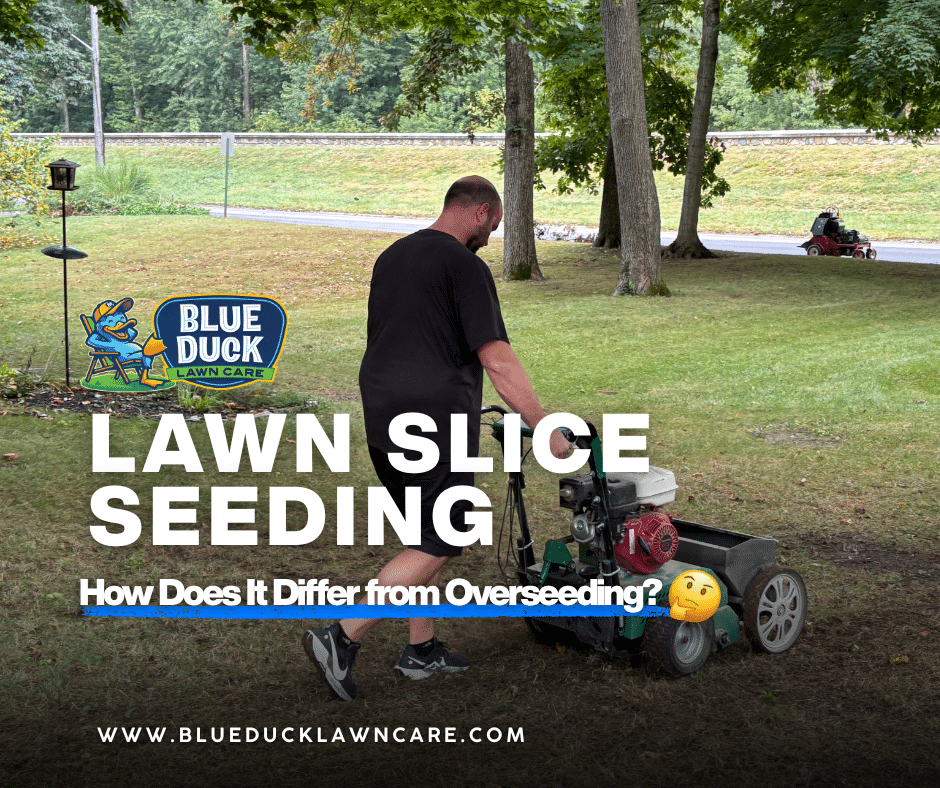 Lawn Slice Seeding: How Does It Differ from Overseeding?