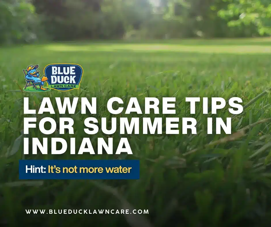 Green grass struggling under intense summer sun in Fishers, Indiana, showing why lawn care tips for summer are essential for survival.