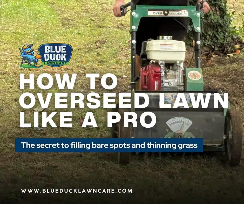 Blue Duck Lawn Care technician using slice seeding machine on Carmel lawn showing how to overseed lawn for faster grass establishment and better seed-to-soil contact