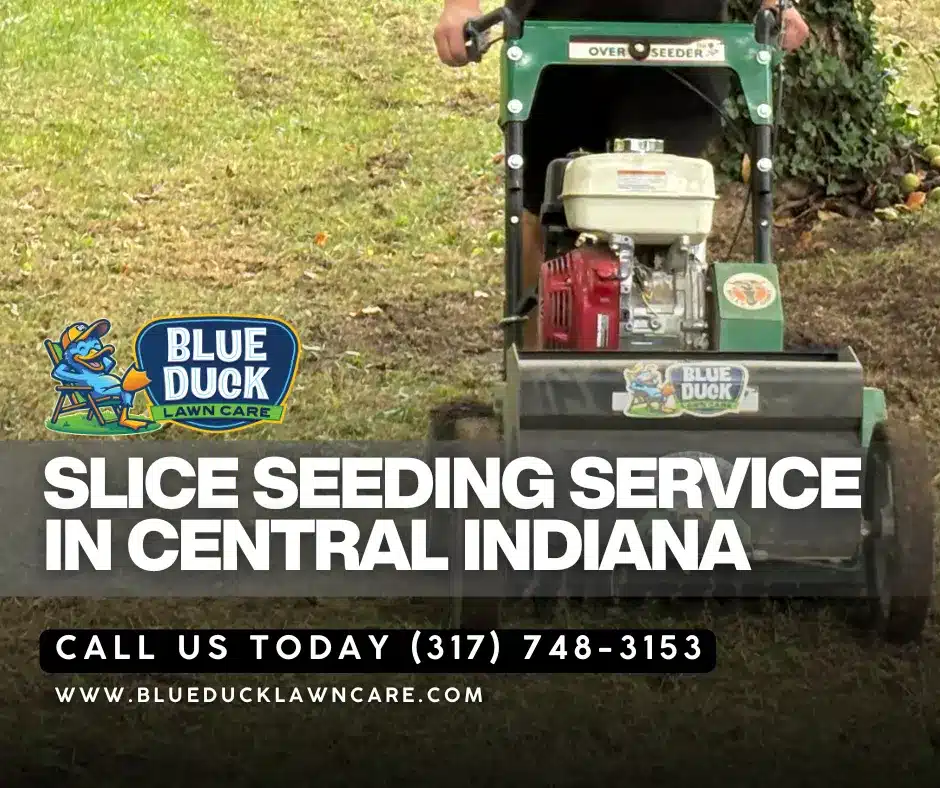 Blue Duck Lawn Care slice seeding service in action on Carmel property demonstrating how to overseed lawn and fill bare patches fast.