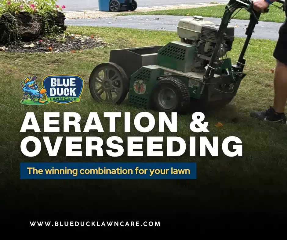 Blue Duck Lawn Care technician using slice seeder for lawn aeration and overseeding on Noblesville property in Central Indiana.