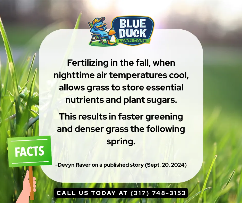 Cool-weather fertilization allowing grass to store plant sugars and essential nutrients for faster spring green-up in Indianapolis.