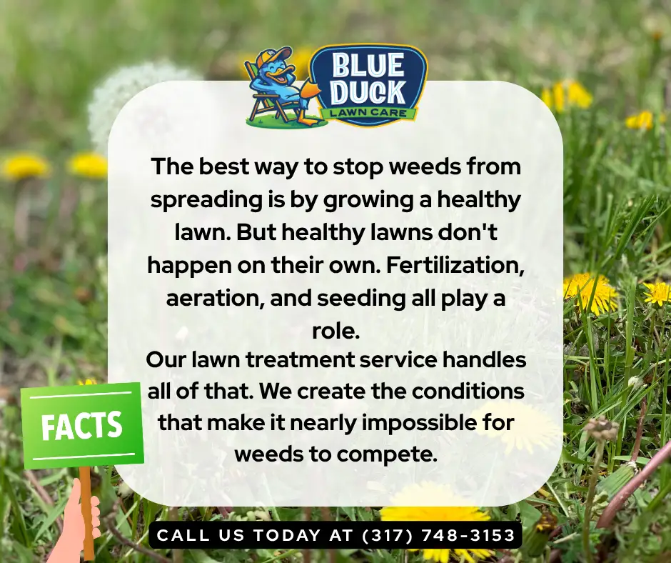 Graphic showing how Blue Duck's lawn treatment service in Indianapolis stops weeds by building healthy grass through fertilization, aeration, and seeding.