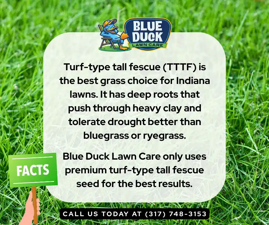 Informational graphic highlighting why Blue Duck residential lawn care chooses turf-type tall fescue for Indianapolis, Carmel, and Fishers lawns