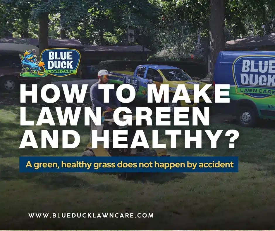 How to make lawn green and healthy in Central Indiana with professional lawn care services from Blue Duck Lawn Care.