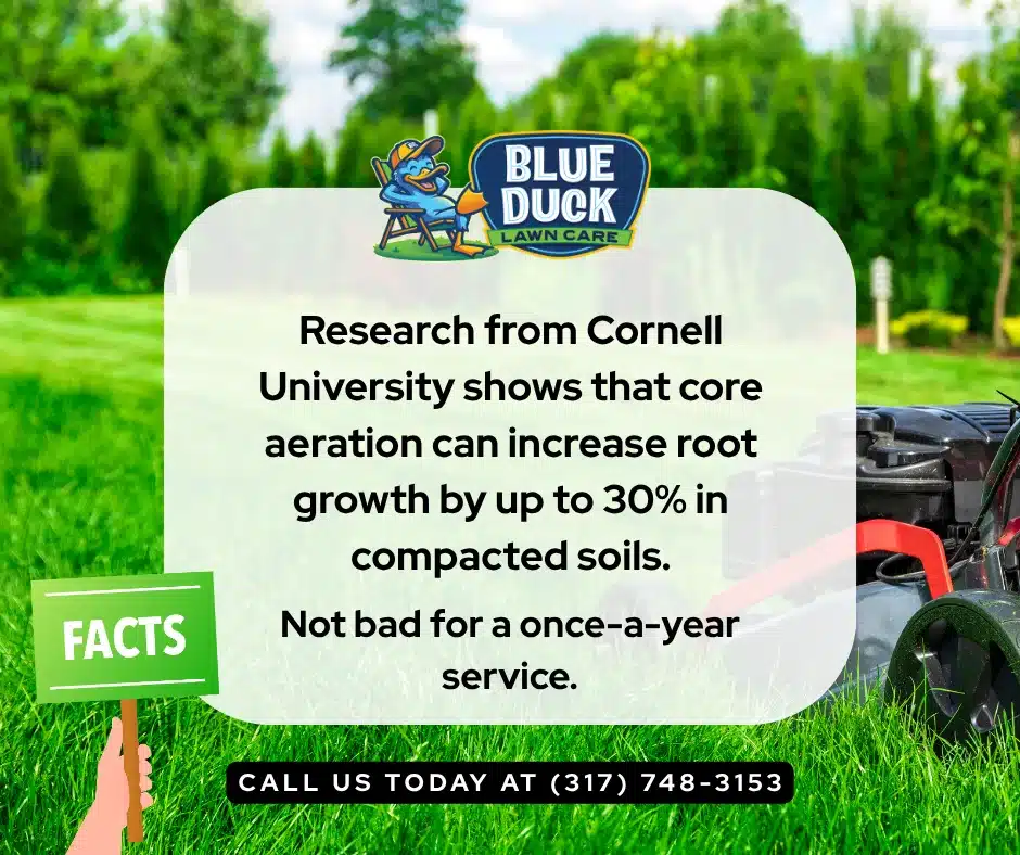Fun fact graphic showing aeration increases root growth by 30% as part of how to thicken lawn with Blue Duck Lawn Care's professional lawn aeration service in Central Indiana.