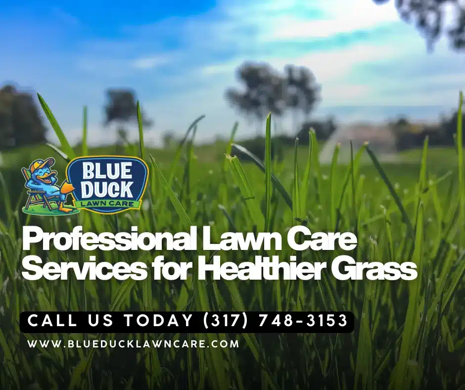 Beautiful Indianapolis lawn transformed by professional lawn care services from Blue Duck Lawn Care including aeration and overseeding