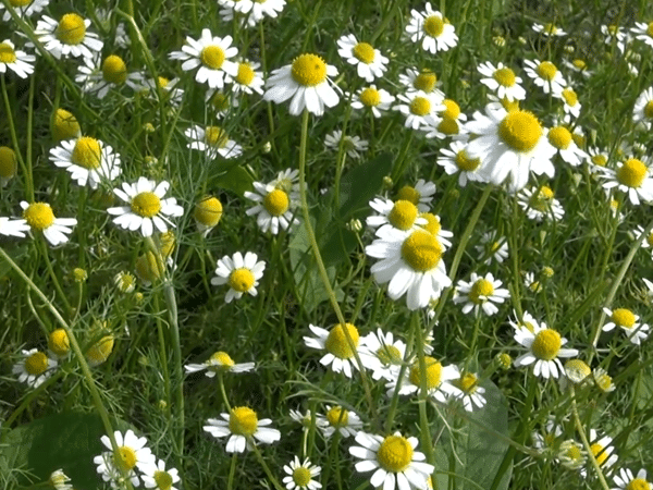 Oxeye Daisy: Indianapolis Weed Control