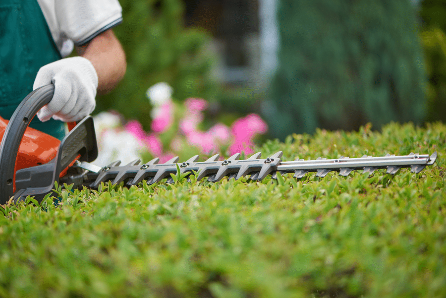 Seasonal Hedge Trimming Maintenance Indianapolis