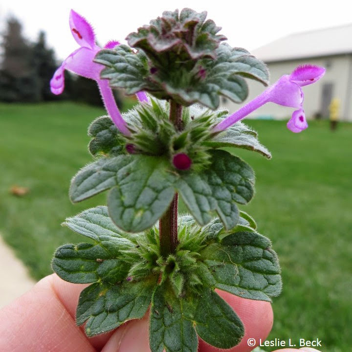 Henbit: Weed Control Indianapolis