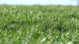 healthy grass