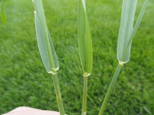 Quackgrass: Central Indiana Weed Control