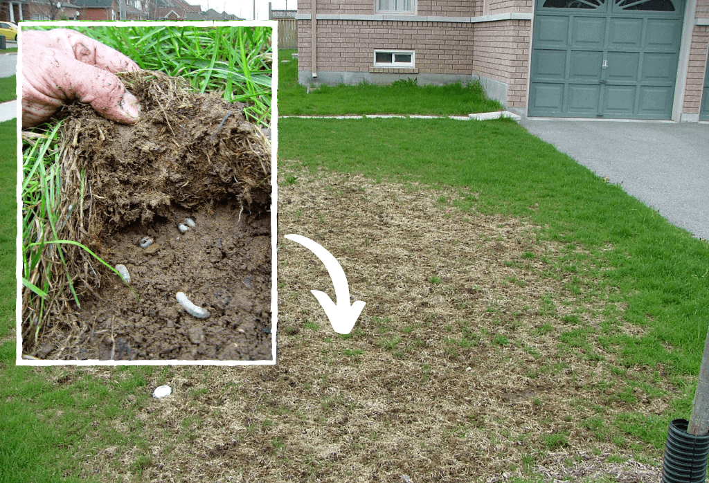 Grub Damage And Grub Control