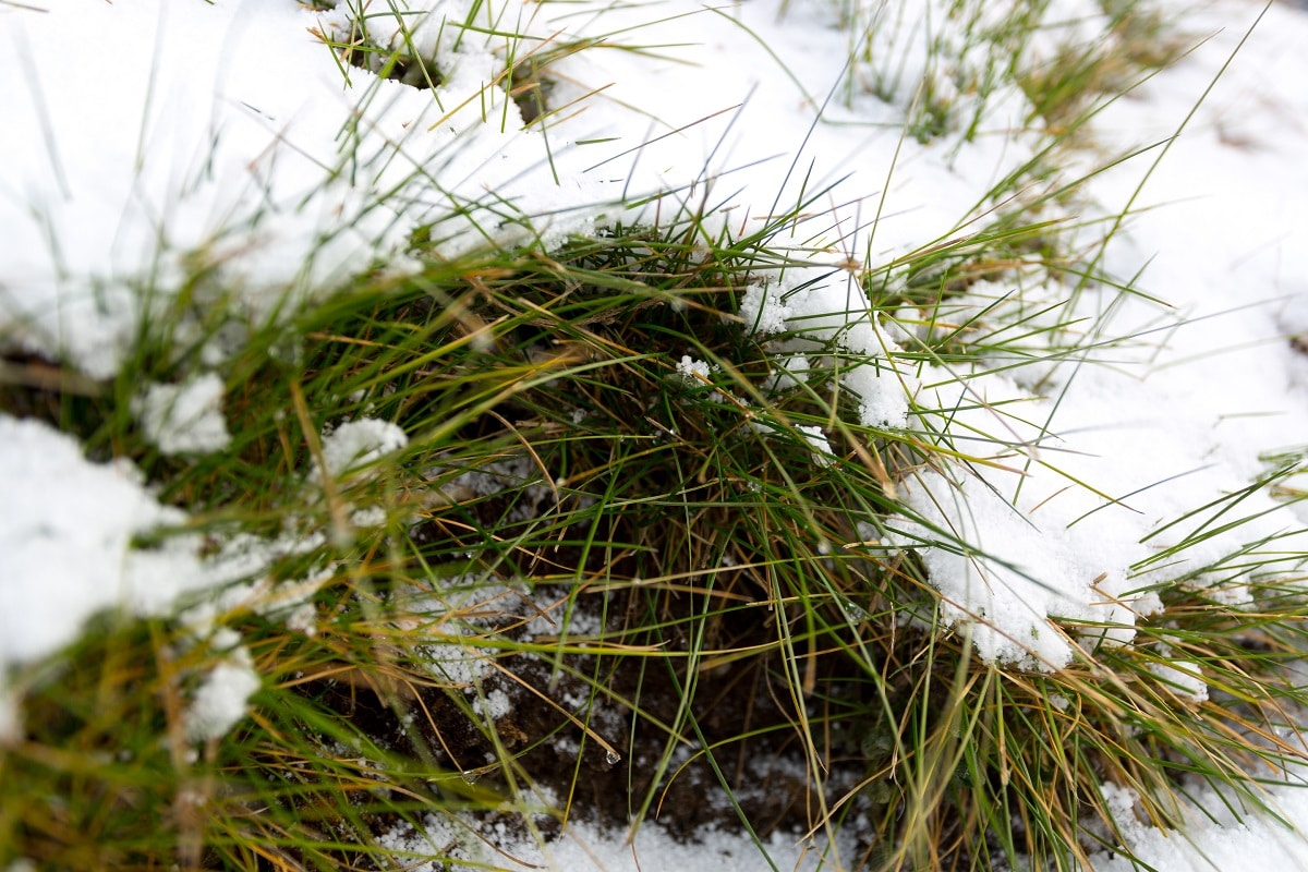 Snow Mold. Coming To A Lawn Near You?