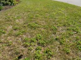 Drought Stress And Heat Damage In Cool Season Lawns